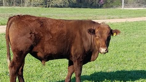 Second Breed. . South poll cattle for sale ontario